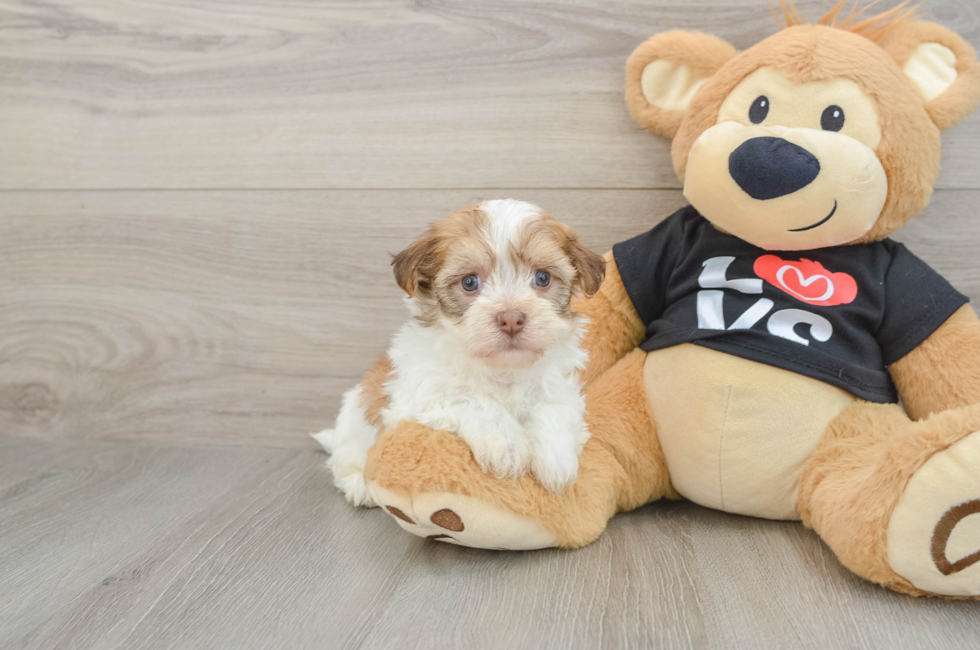 5 week old Havanese Puppy For Sale - Premier Pups