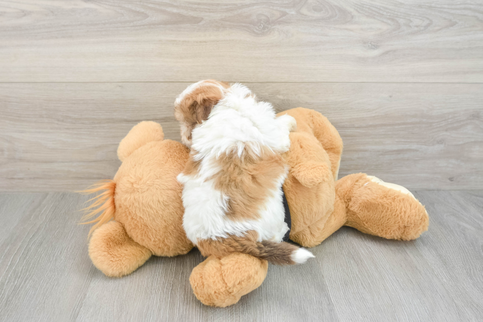 Havanese Pup Being Cute