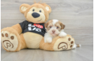 Playful Havanese Baby