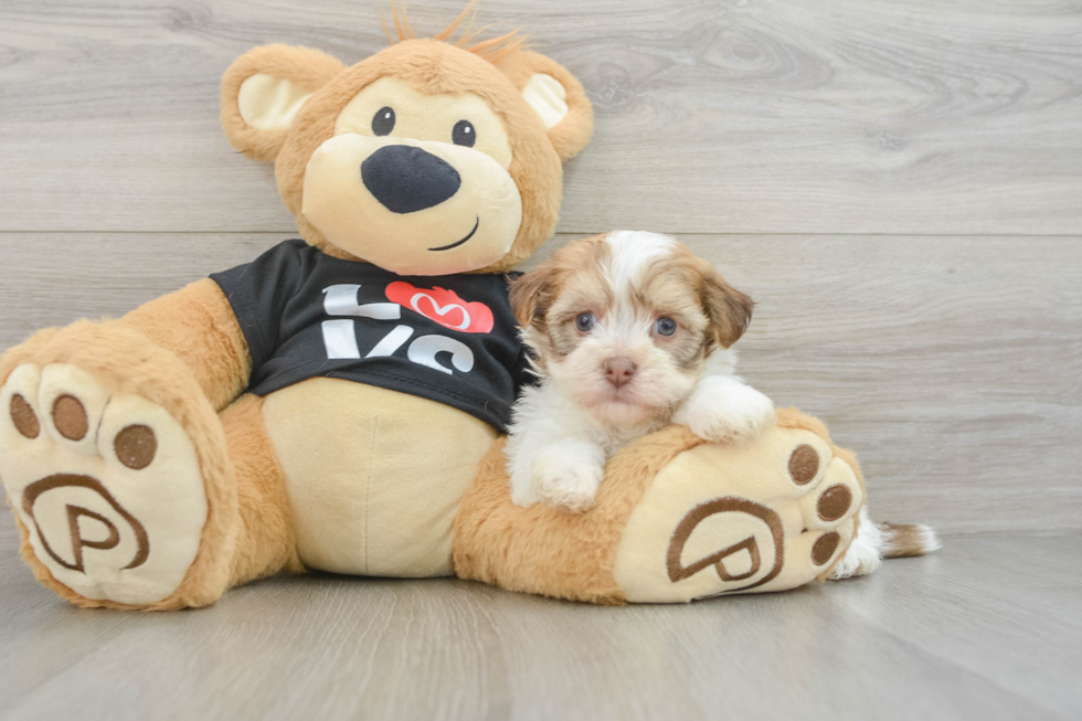 Playful Havanese Baby