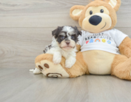 5 week old Havanese Puppy For Sale - Premier Pups