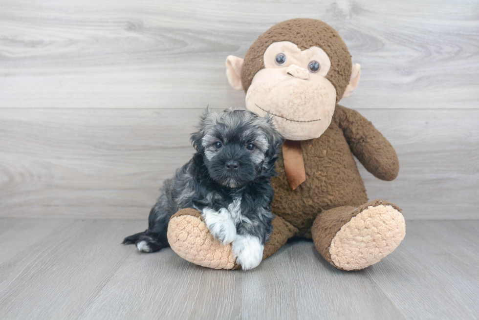 Friendly Havanese Baby