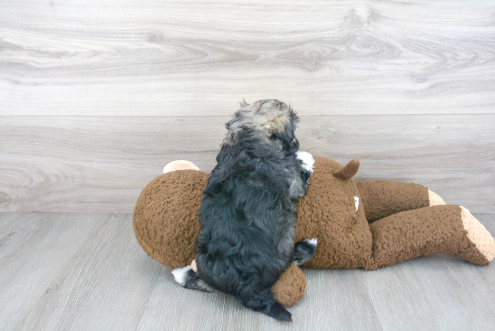 Small Havanese Purebred Pup