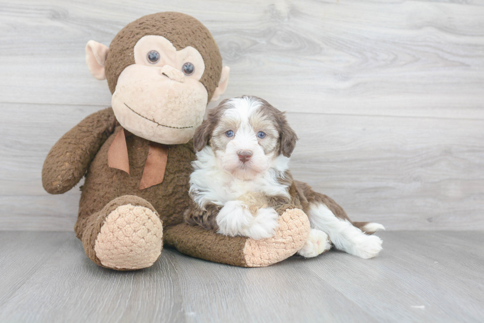 Havanese Pup Being Cute