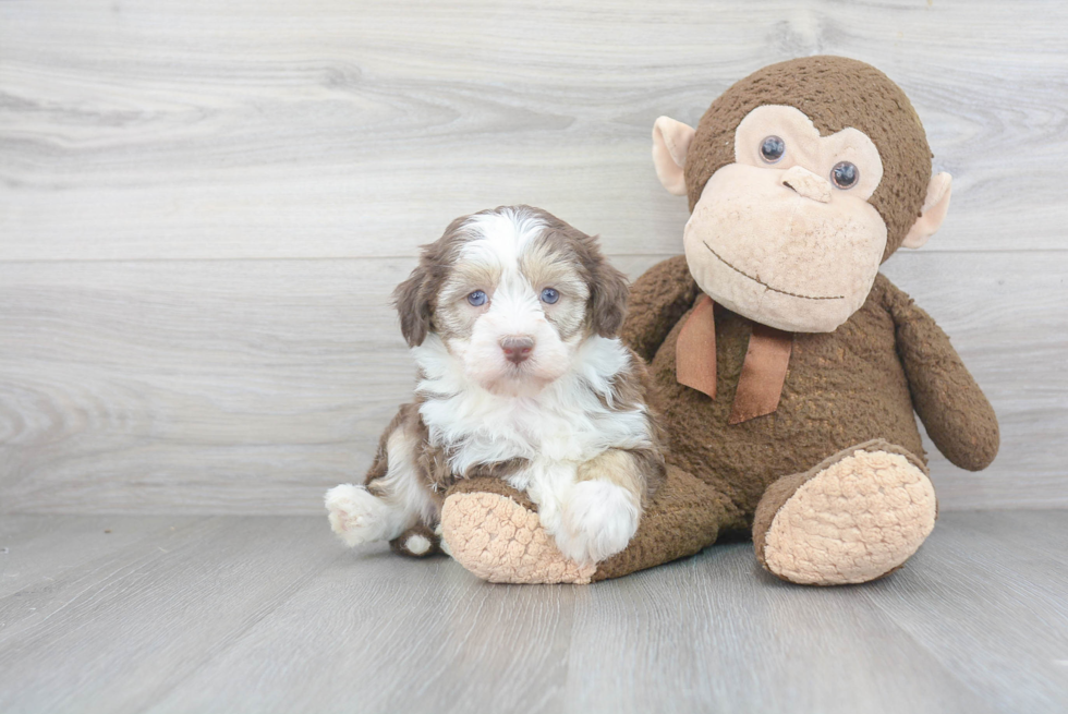 Little Havanese Purebred Pup