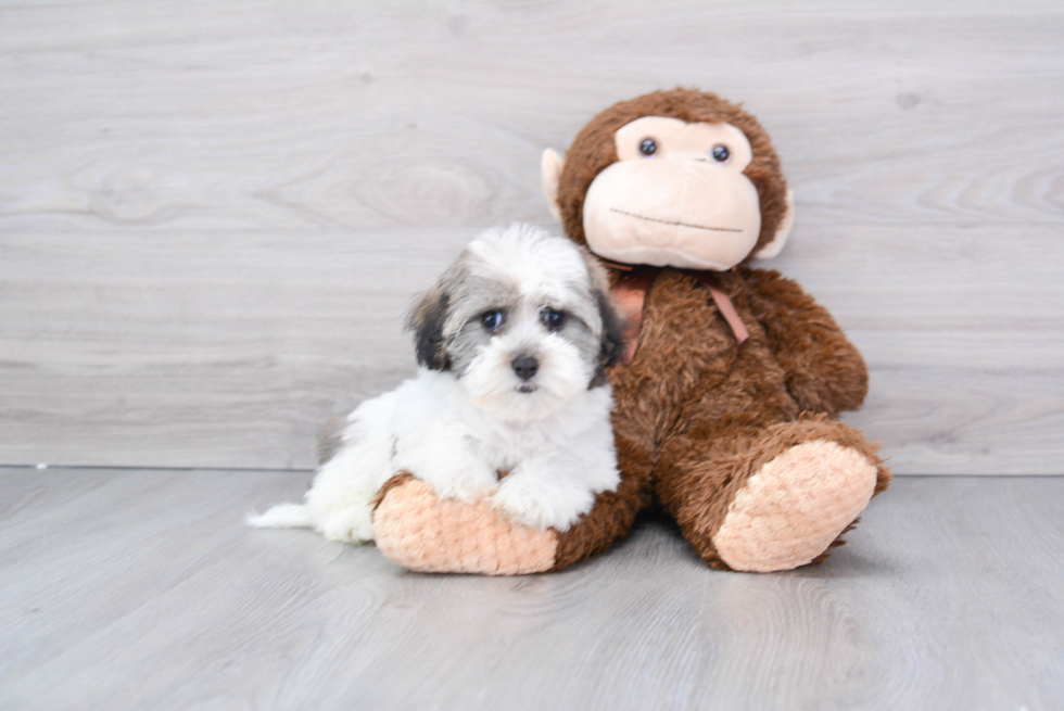 Best Havanese Baby