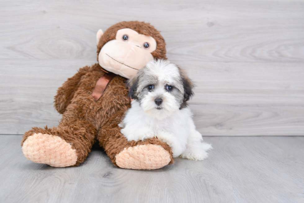 Petite Havanese Purebred Puppy