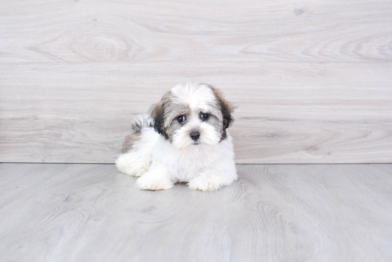 Hypoallergenic Havanese Baby