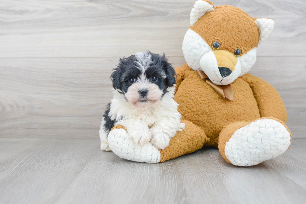 Friendly Havanese Baby