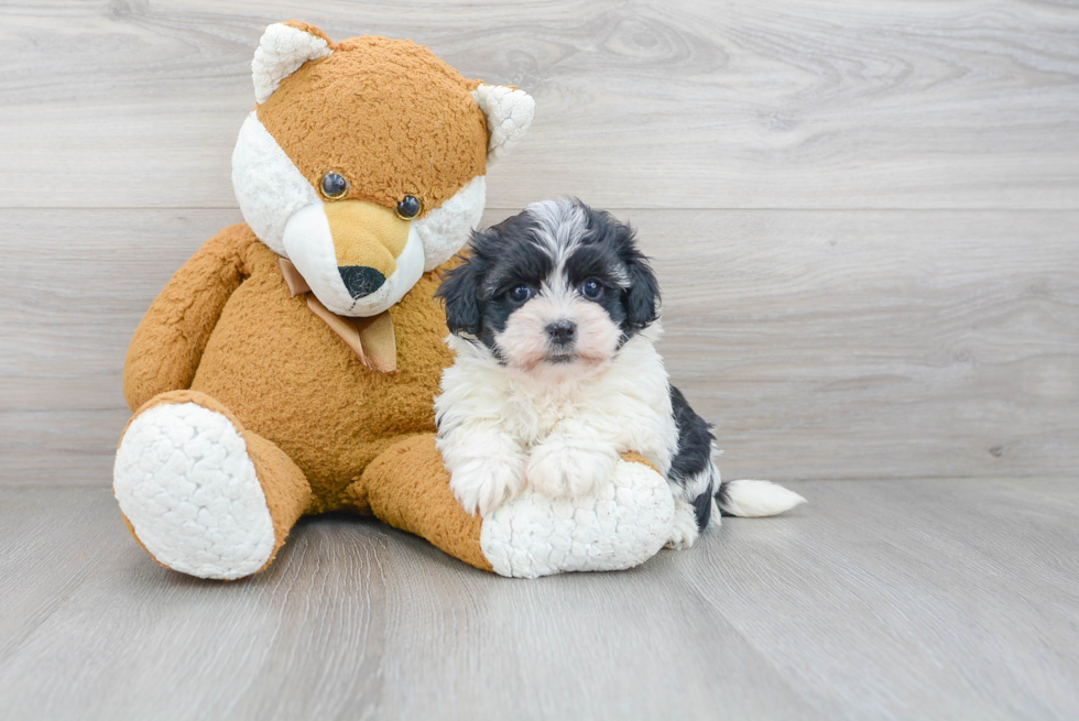 Havanese Pup Being Cute