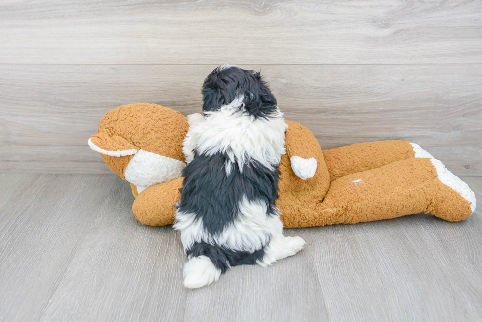 Funny Havanese Purebred Pup