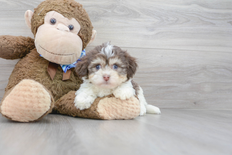 Smart Havanese Purebred Puppy