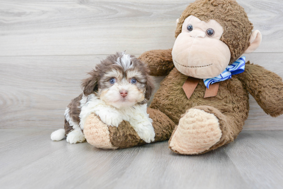 Fluffy Havanese Purebred Puppy