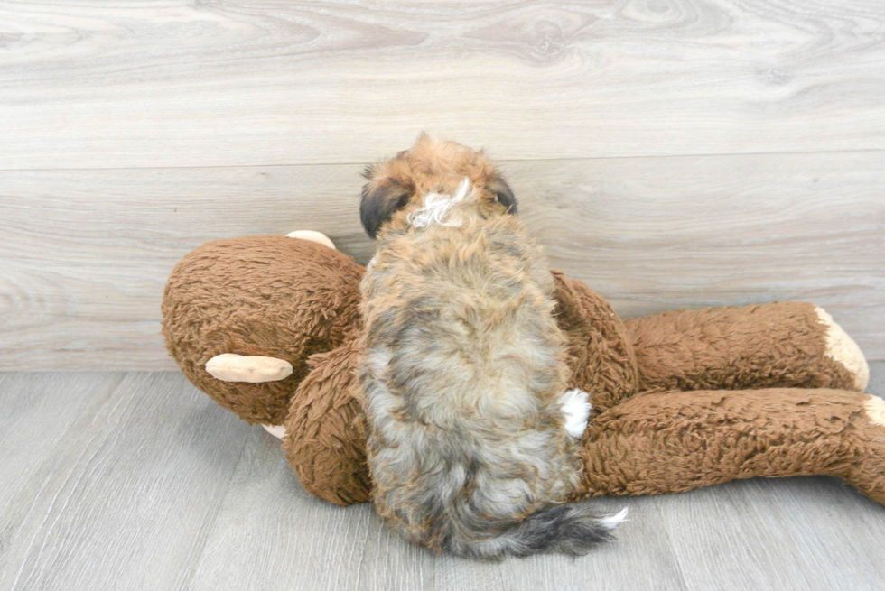 Cute Havanese Purebred Puppy