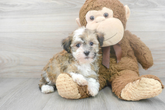 Best Havanese Baby