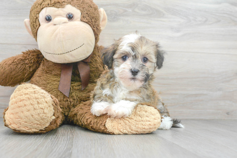 Playful Havanese Baby