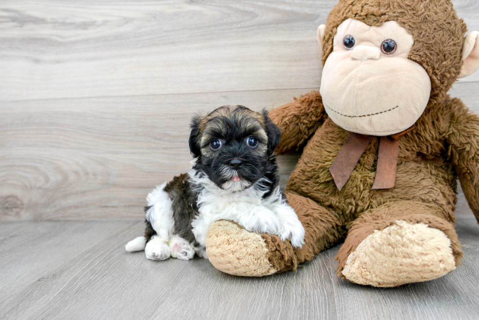 Havanese Puppy for Adoption