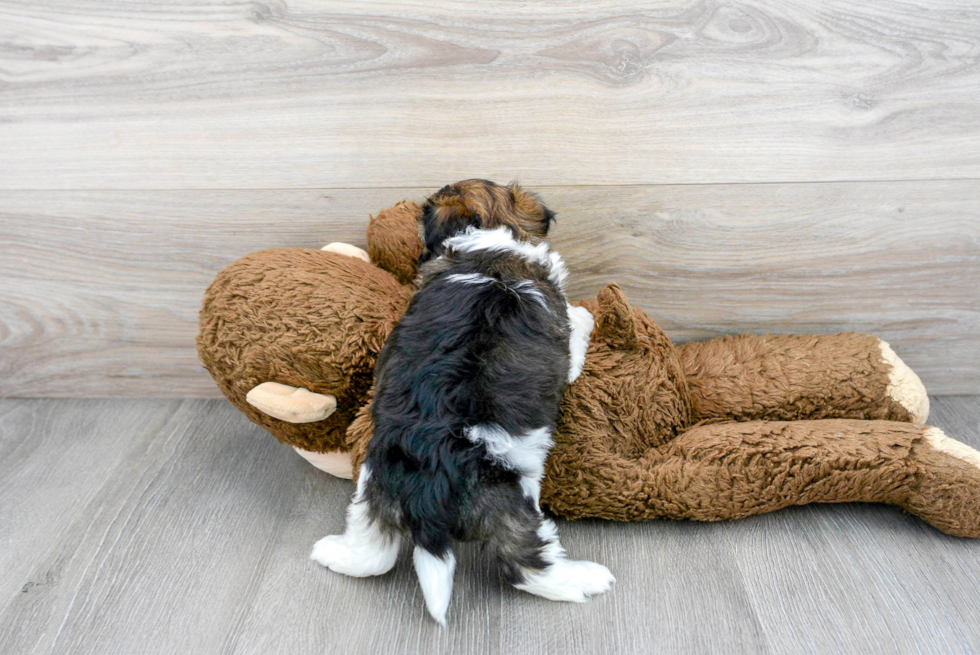 Cute Havanese Purebred Puppy