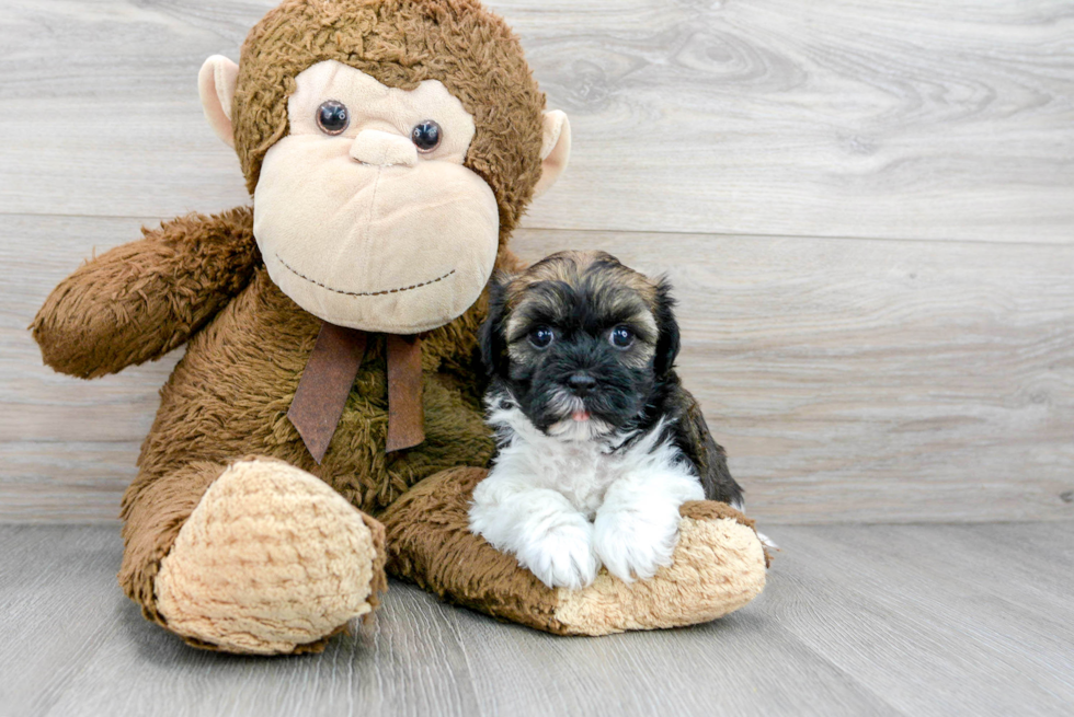 Havanese Pup Being Cute