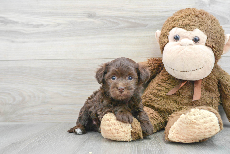 Havanese Pup Being Cute