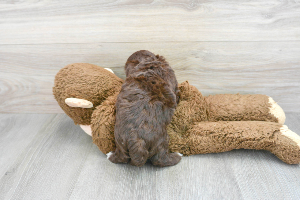 Playful Havanese Purebred Pup