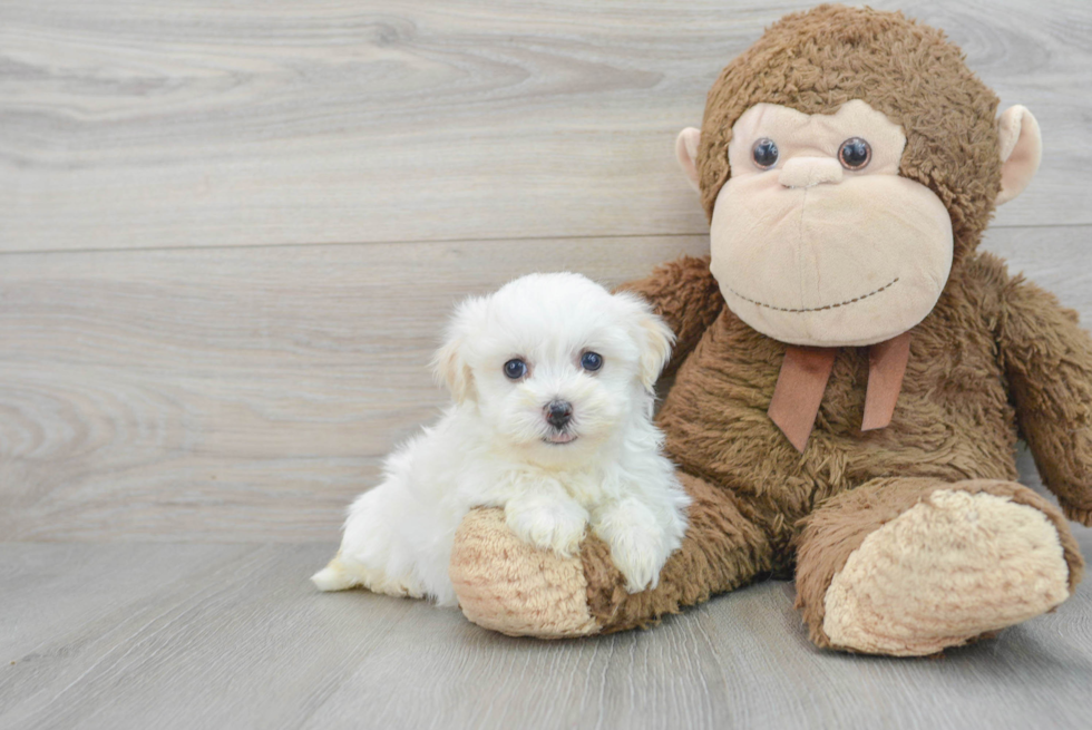 Best Havanese Baby