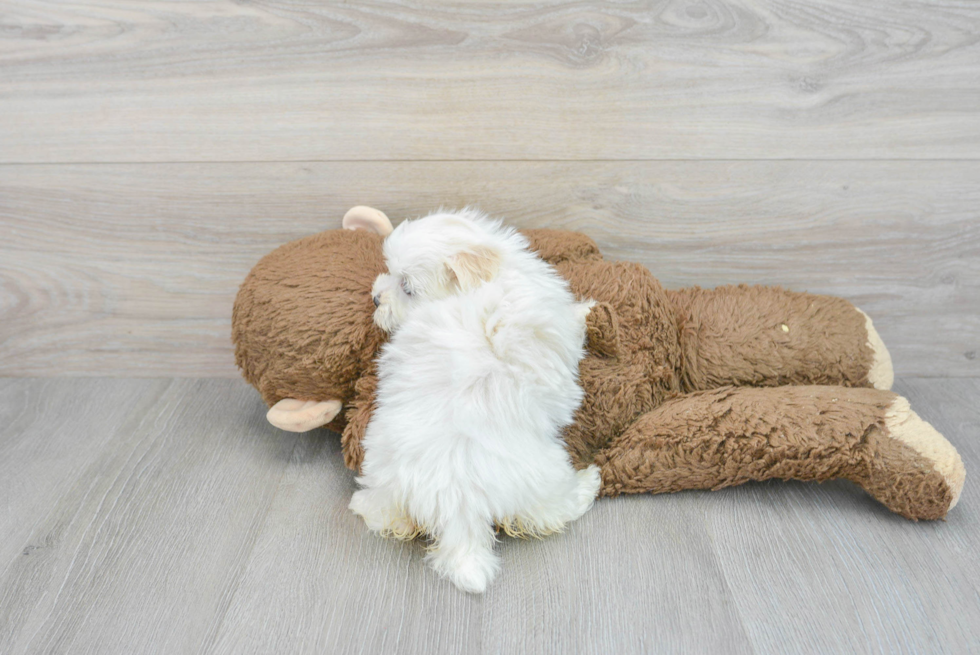 Havanese Pup Being Cute