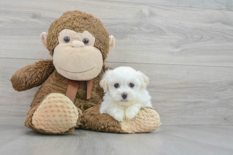 Havanese Puppy for Adoption