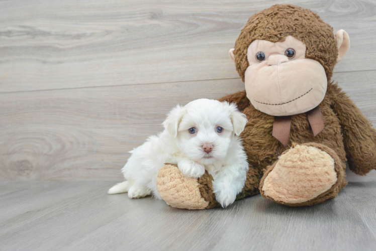 Havanese Pup Being Cute