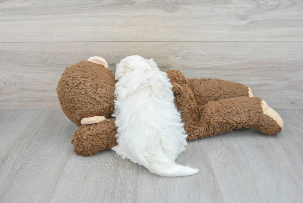 Happy Havanese Purebred Puppy