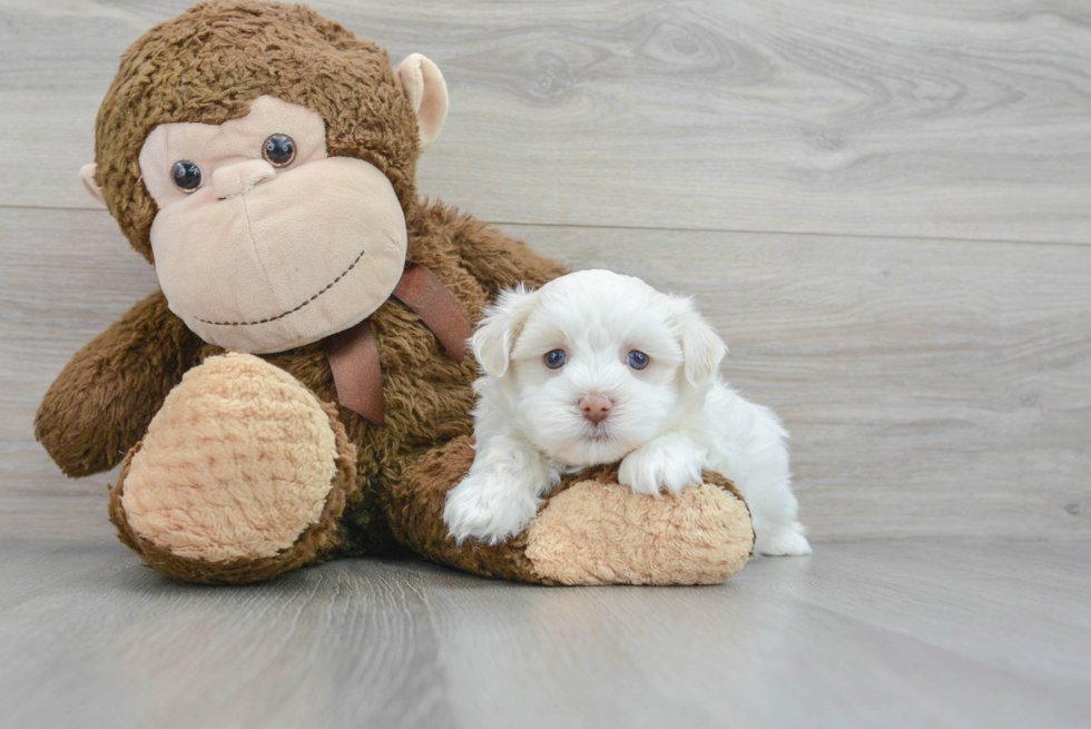 Little Havanese Baby