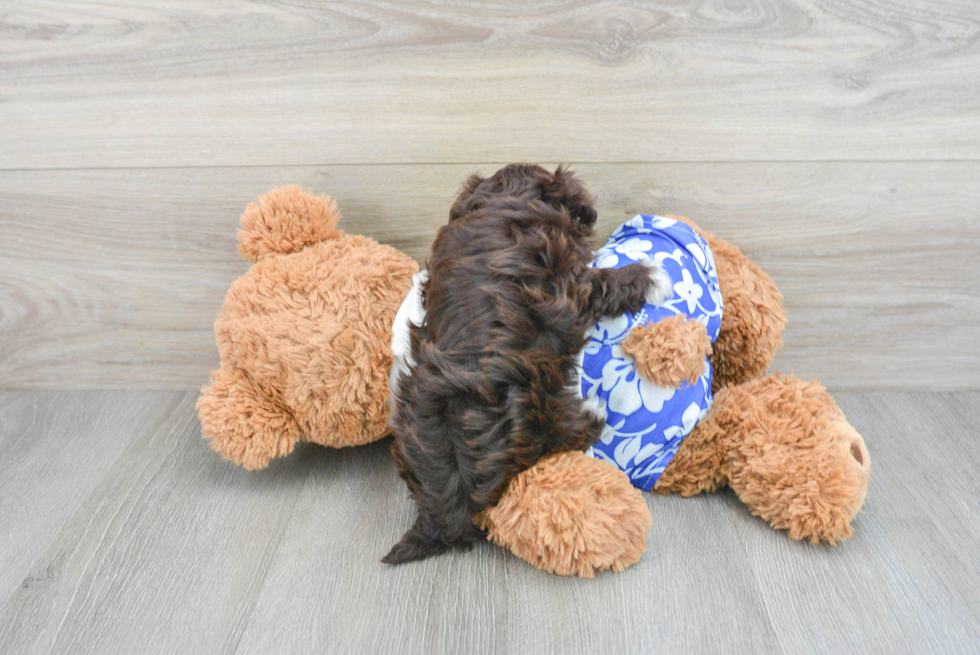 Havanese Puppy for Adoption