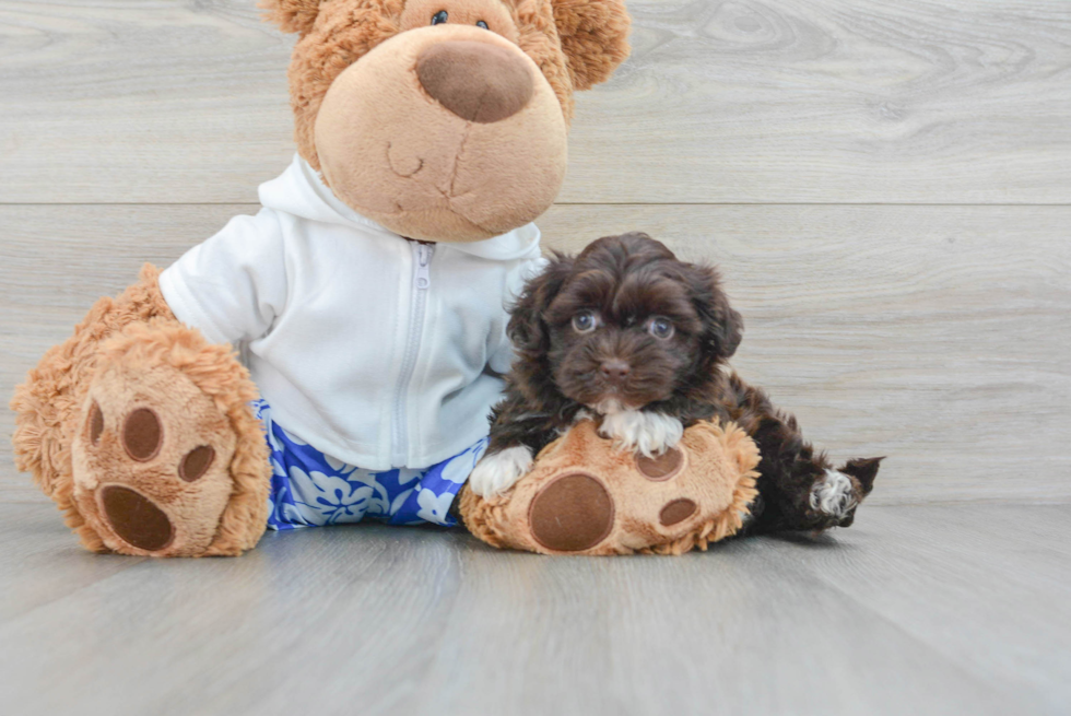 Popular Havanese Purebred Pup