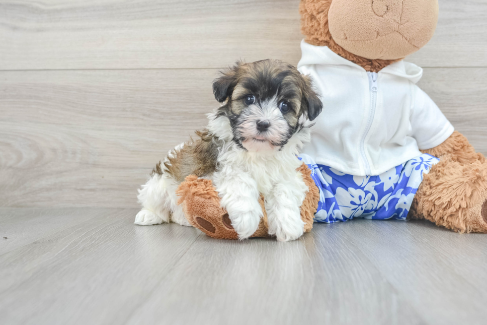 Friendly Havanese Baby