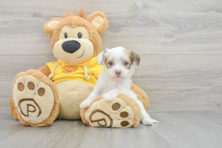 Smart Havanese Purebred Puppy