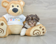 8 week old Havanese Puppy For Sale - Premier Pups