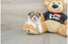 Cute Bichon Habanero Purebred Puppy