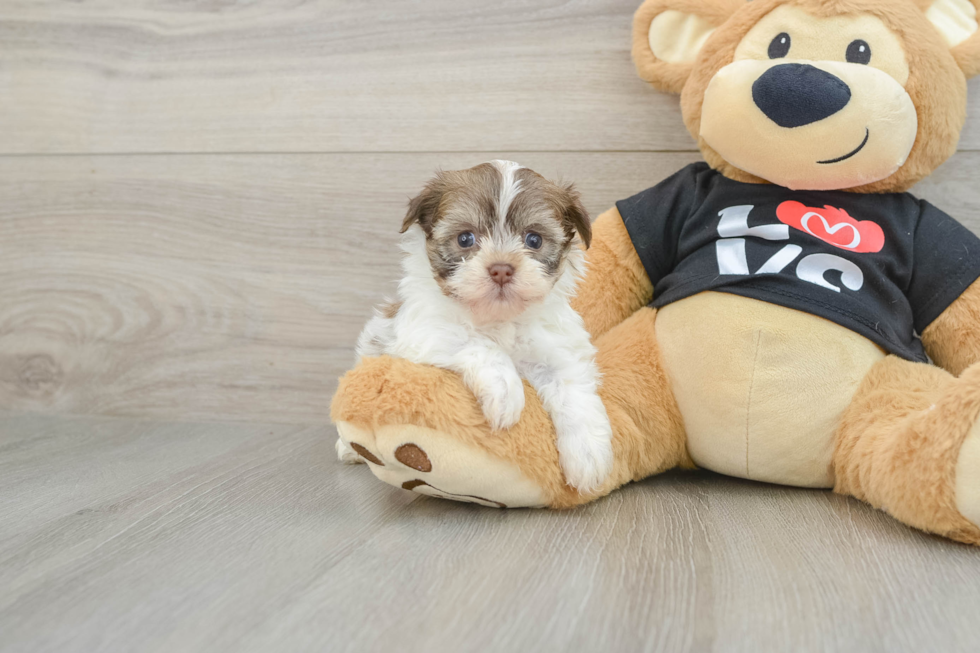 Cute Bichon Habanero Purebred Puppy