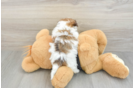 Best Havanese Baby