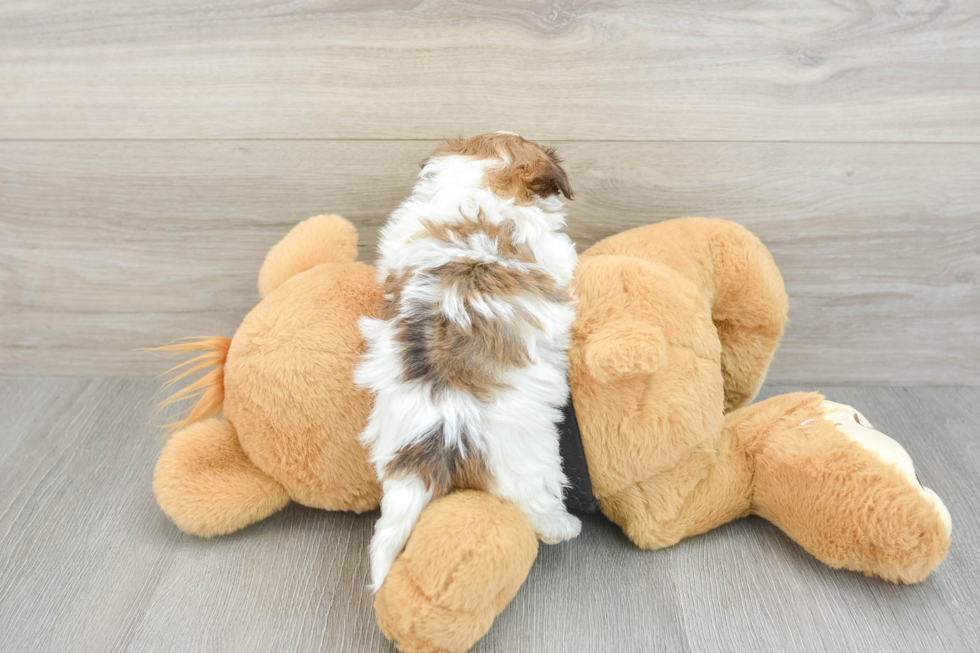 Best Havanese Baby