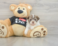 5 week old Havanese Puppy For Sale - Premier Pups