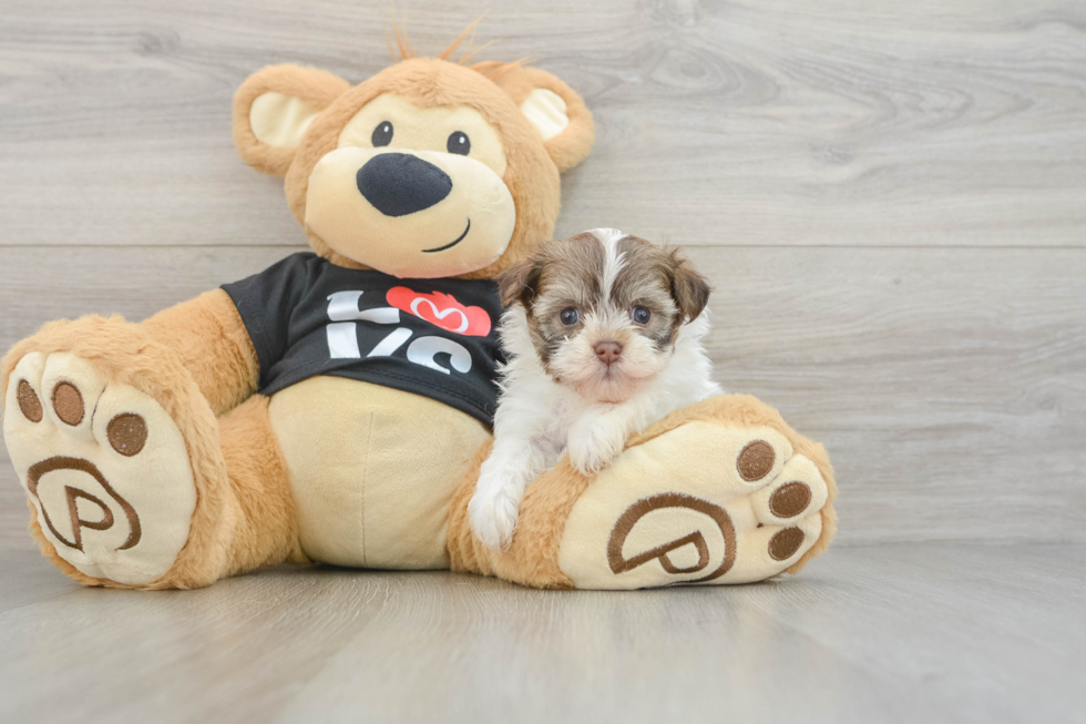 Hypoallergenic Havanese Baby