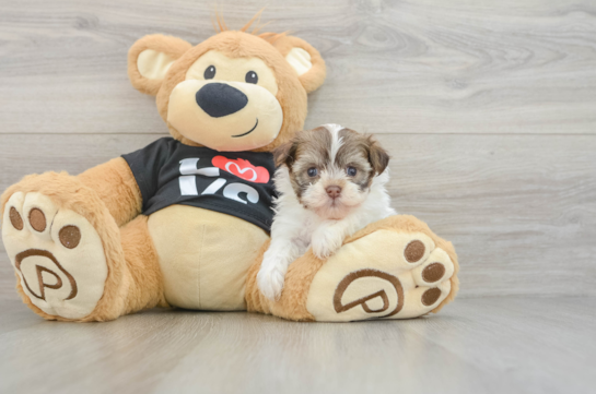Hypoallergenic Havanese Baby
