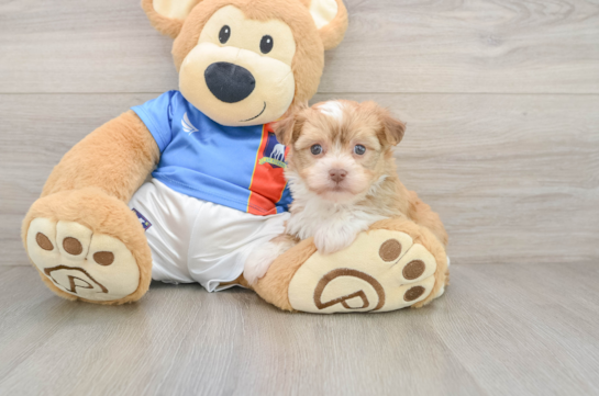 Akc Registered Havanese Purebred Pup