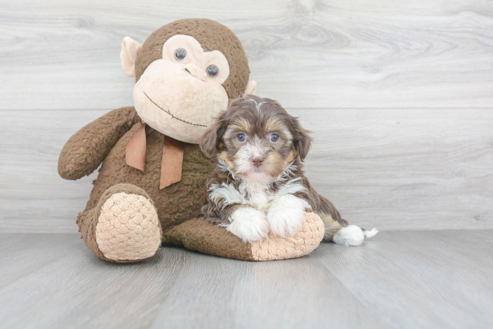 Havanese Pup Being Cute