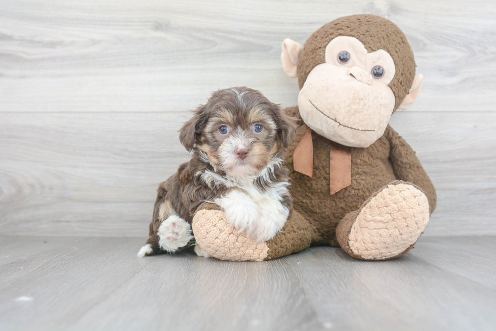 Best Havanese Baby