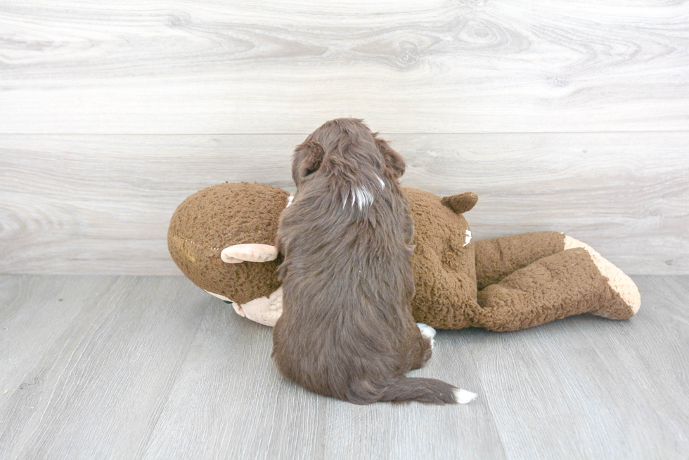 Havanese Pup Being Cute