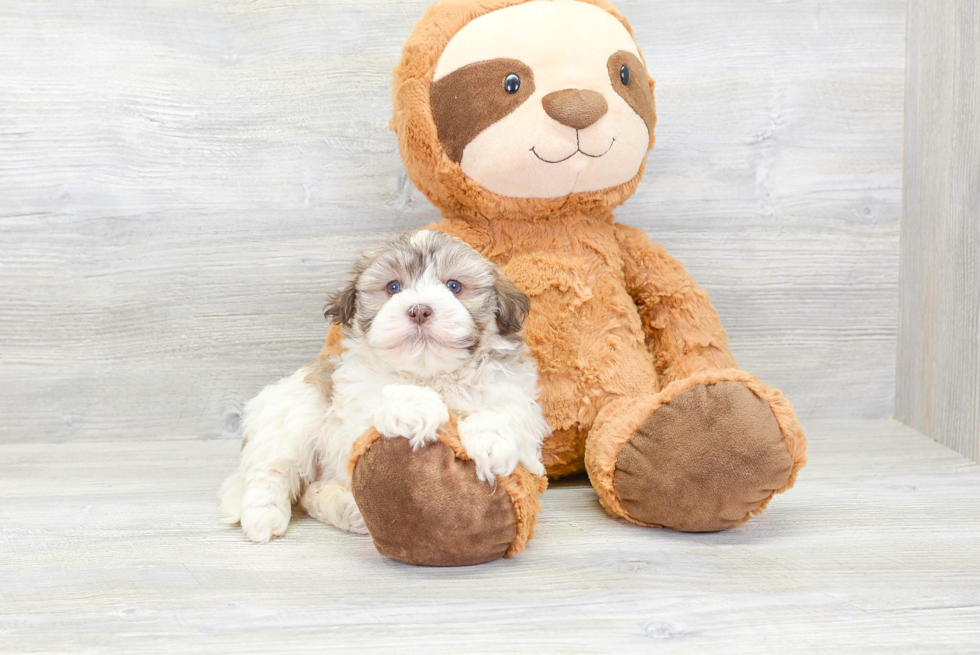 Havanese Puppy for Adoption