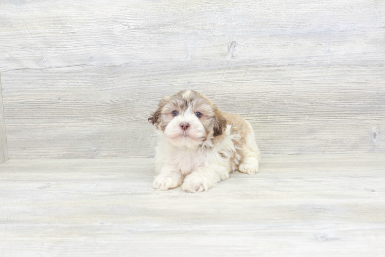 Best Havanese Baby