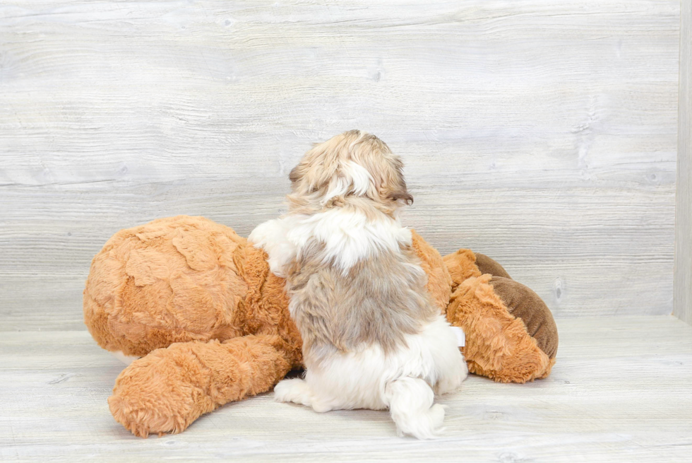 Havanese Pup Being Cute